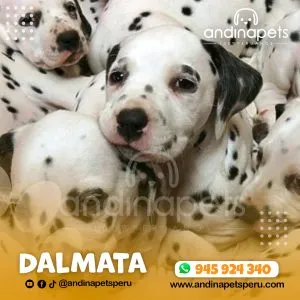 Alternative view of DALMATA