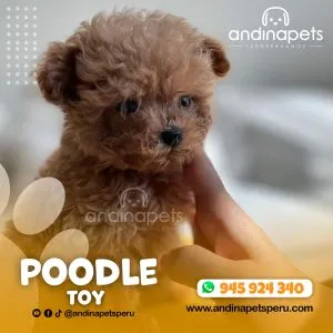Alternative view of POODLE TOY