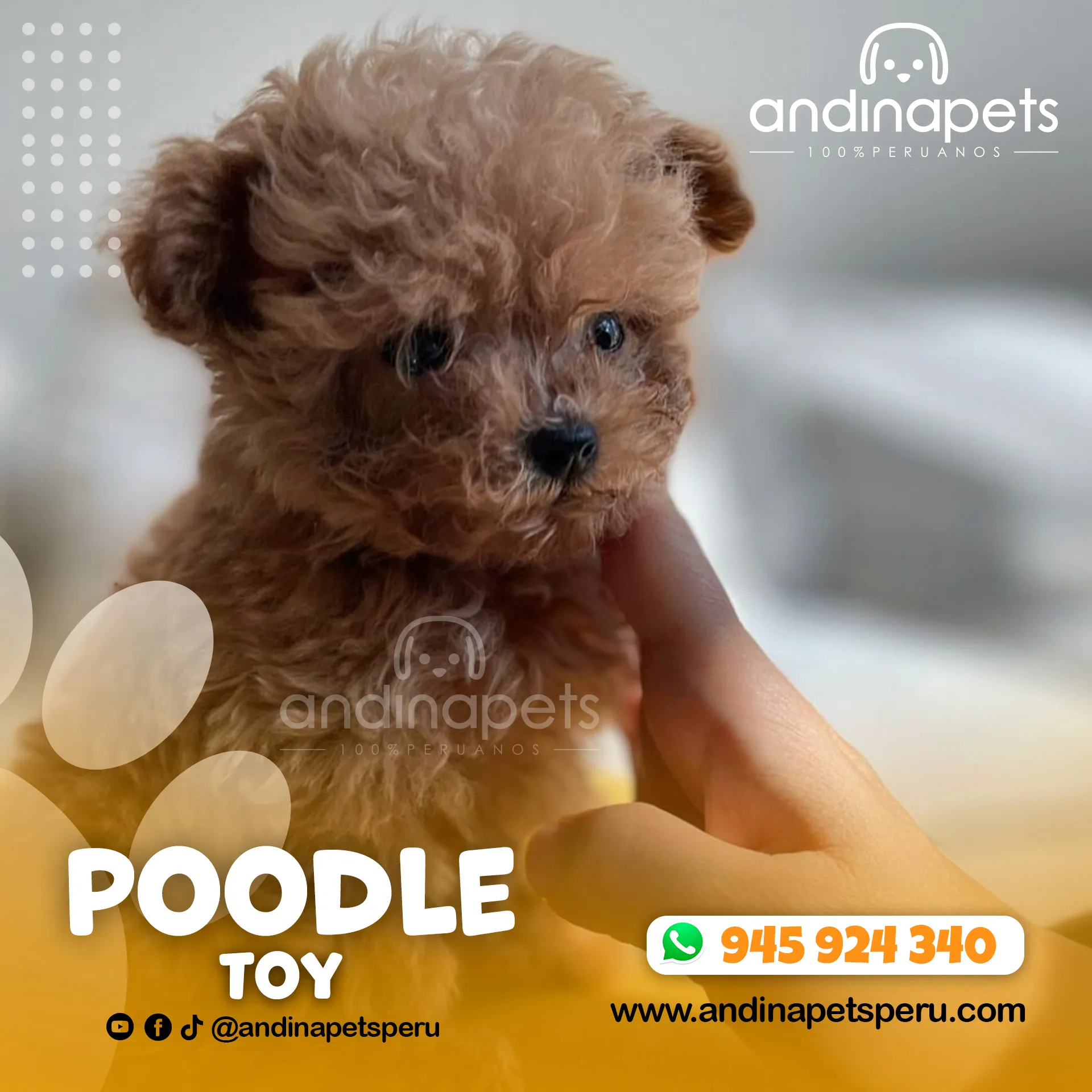POODLE TOY - Imagen 2