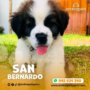 SAN BERNARDO