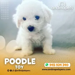 Alternative view of POODLE TOY BLANCO