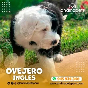 Alternative view of OVEJERO INGLES