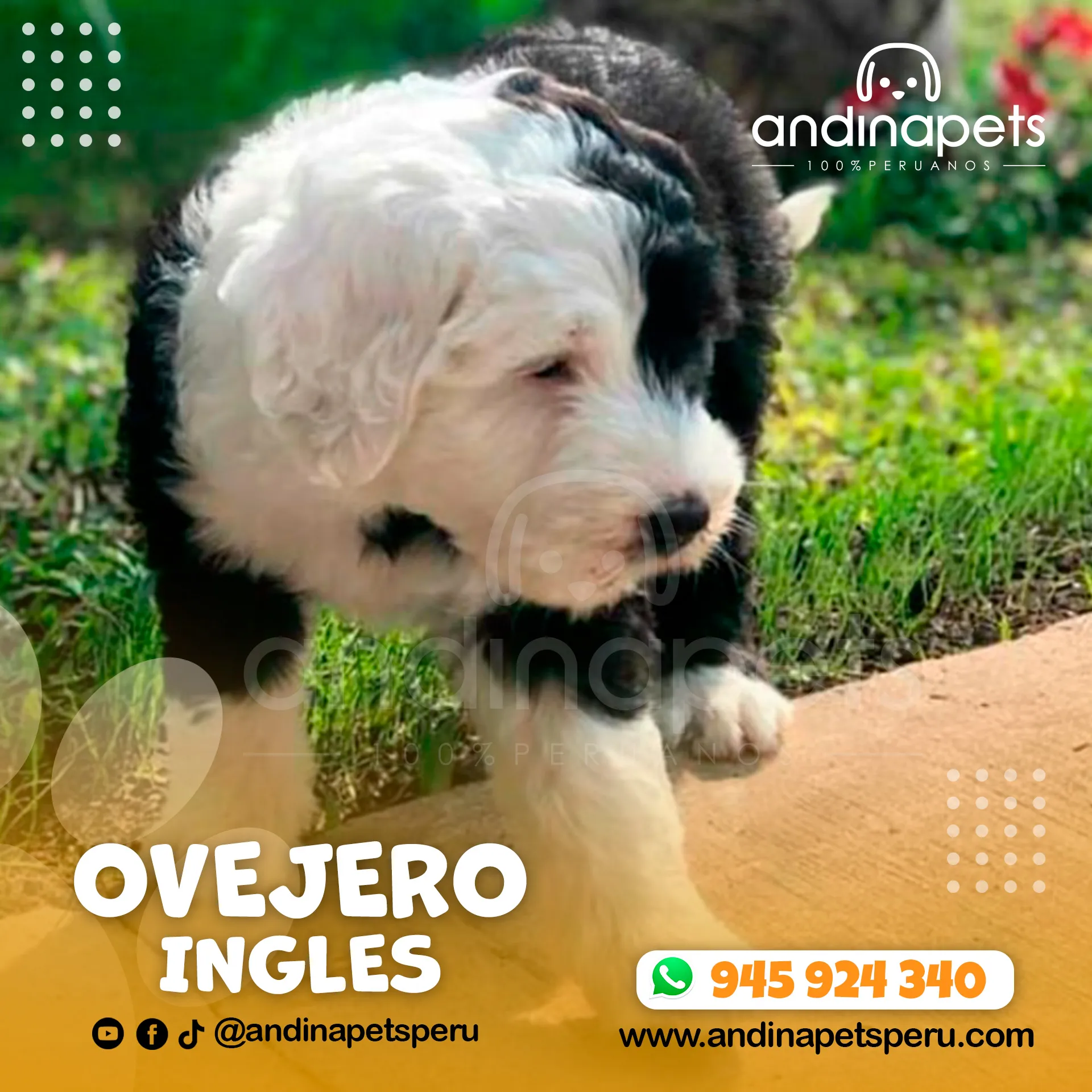 OVEJERO INGLES - Imagen 2