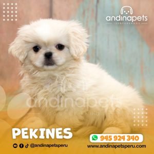 PEKINES