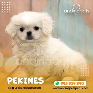 PEKINES