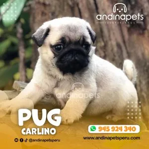 Alternative view of PUG CARLINO