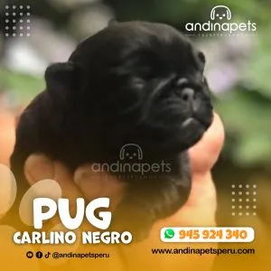 Alternative view of PUG CARLINO NEGRO