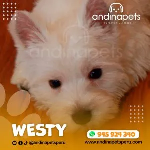 Alternative view of WESTY