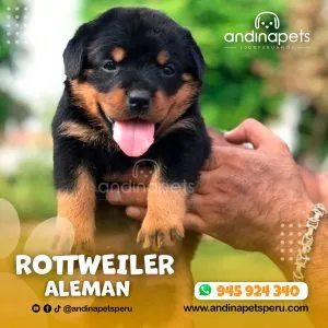 Alternative view of ROTTWEILER ALEMÁN