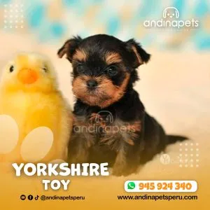 Alternative view of YORKSHIRE TOY