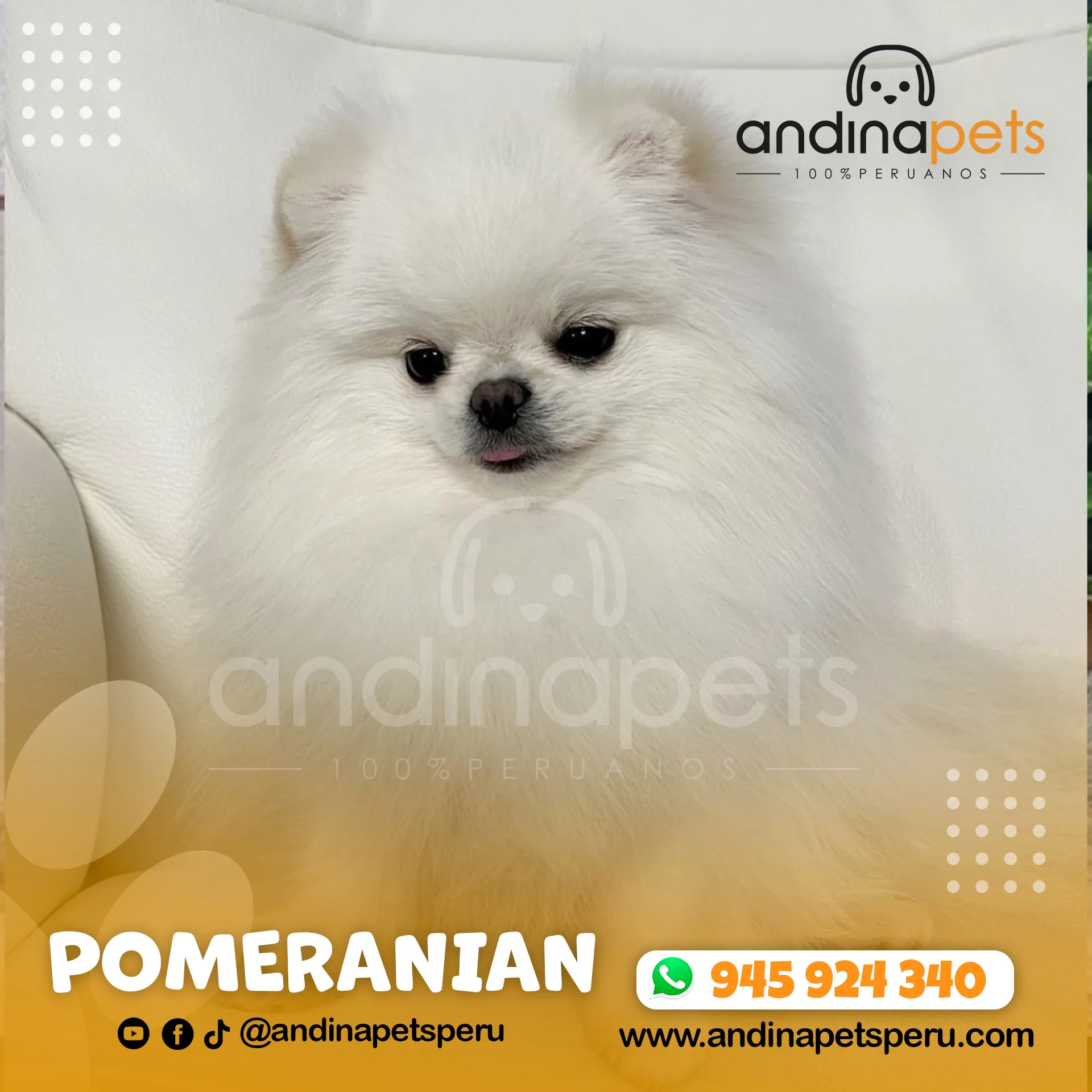 POMERANIAN - Imagen 3