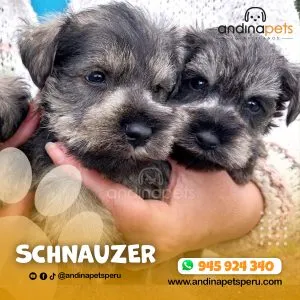 Alternative view of SCHNAUZER