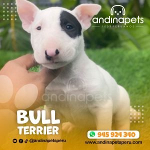 BULL TERRIER