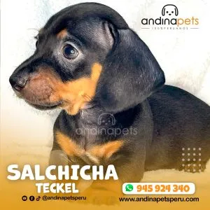 Alternative view of SALCHICHA TECKEL
