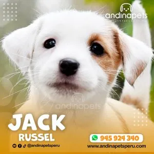 Alternative view of JACK RUSSEL