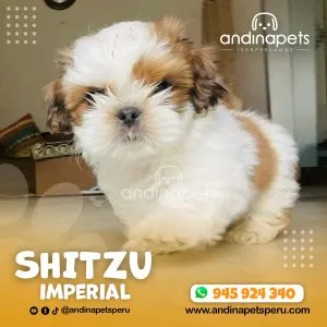 Alternative view of SHIHTZU IMPERIAL