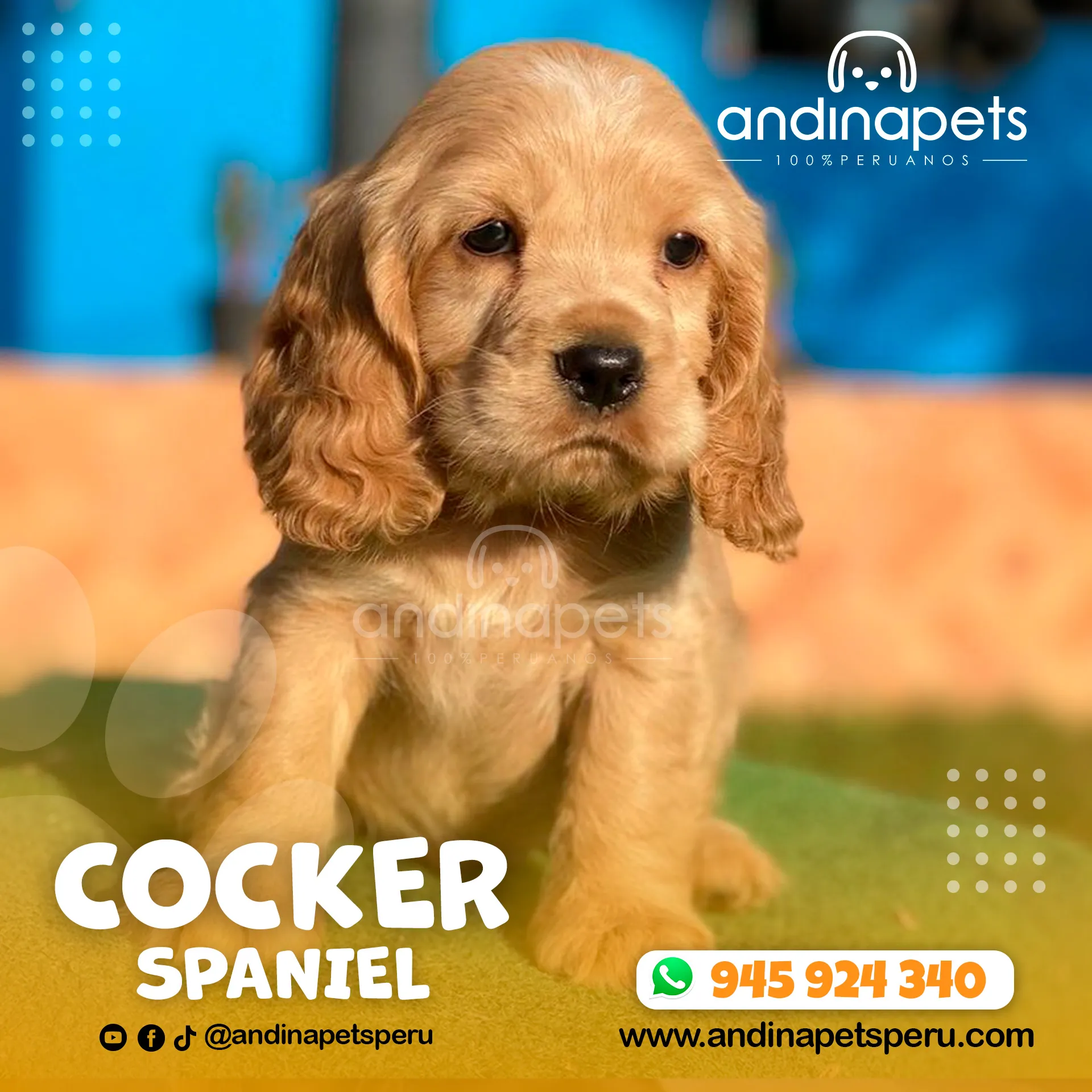 COCKER SPANIEL - Imagen 2