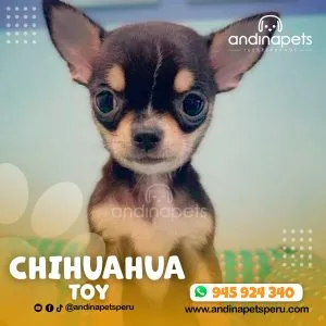 Alternative view of CHIHUAHUA TOY