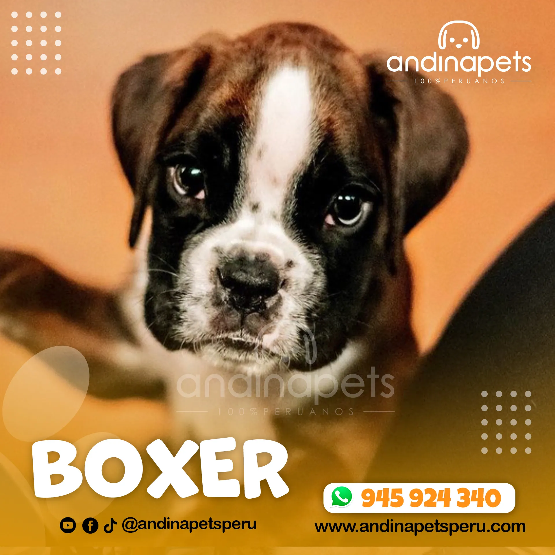 BOXER - Imagen 3