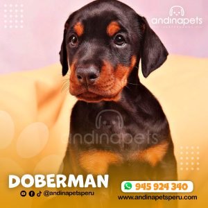 DOBERMAN