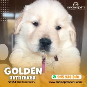 Alternative view of GOLDEN RETRIEVER