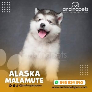 ALASKA MALAMUTE
