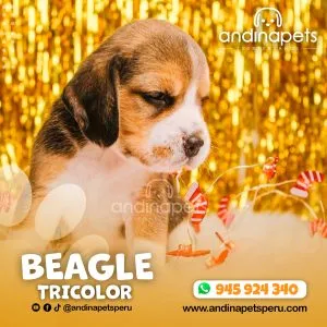 Alternative view of BEAGLE TRICOLOR