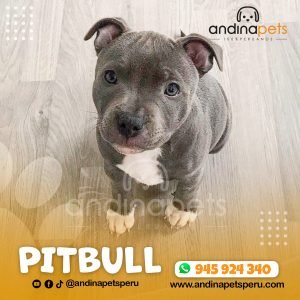 PITBULL
