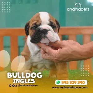 Alternative view of BULLDOG INGLES