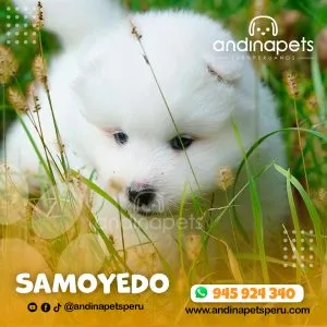 Alternative view of SAMOYEDO