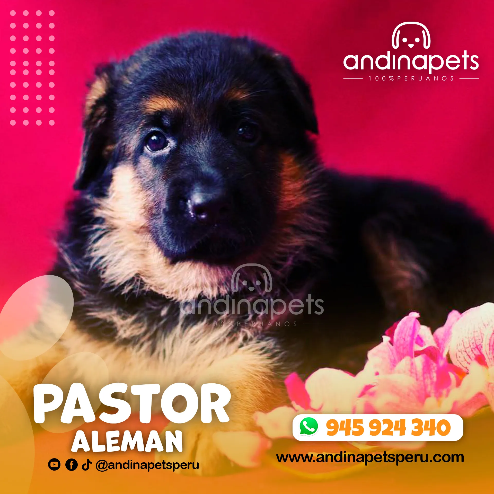 PASTOR ALEMAN - Imagen 3
