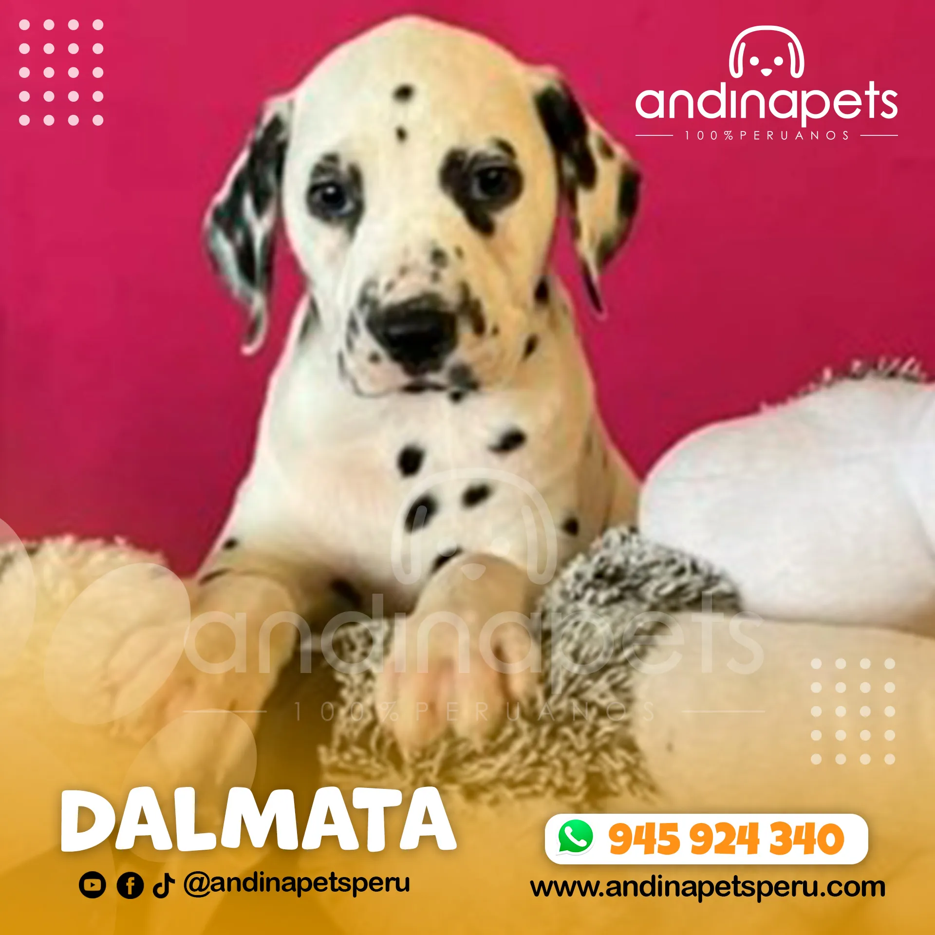 DALMATA - Imagen 3