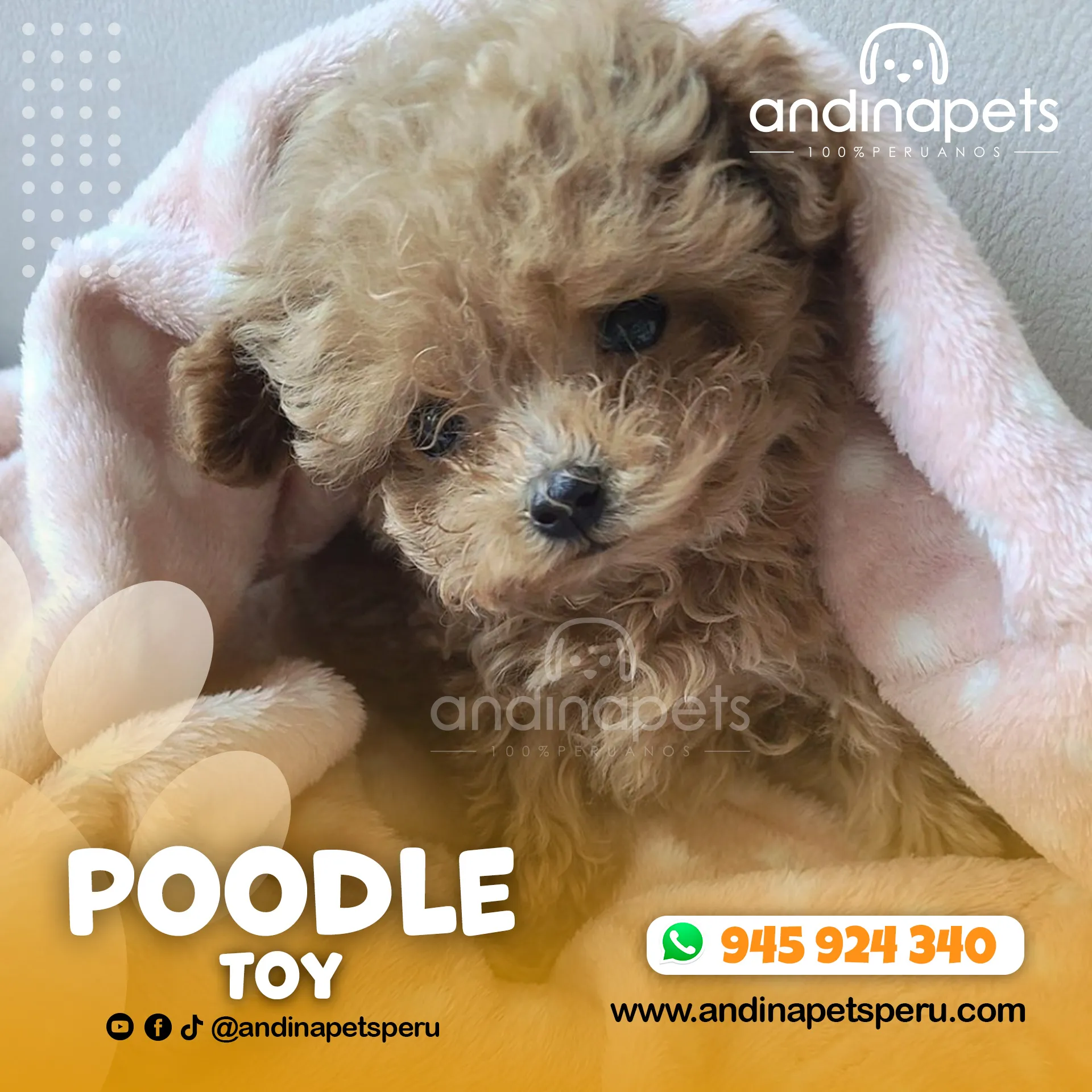POODLE TOY - Imagen 3