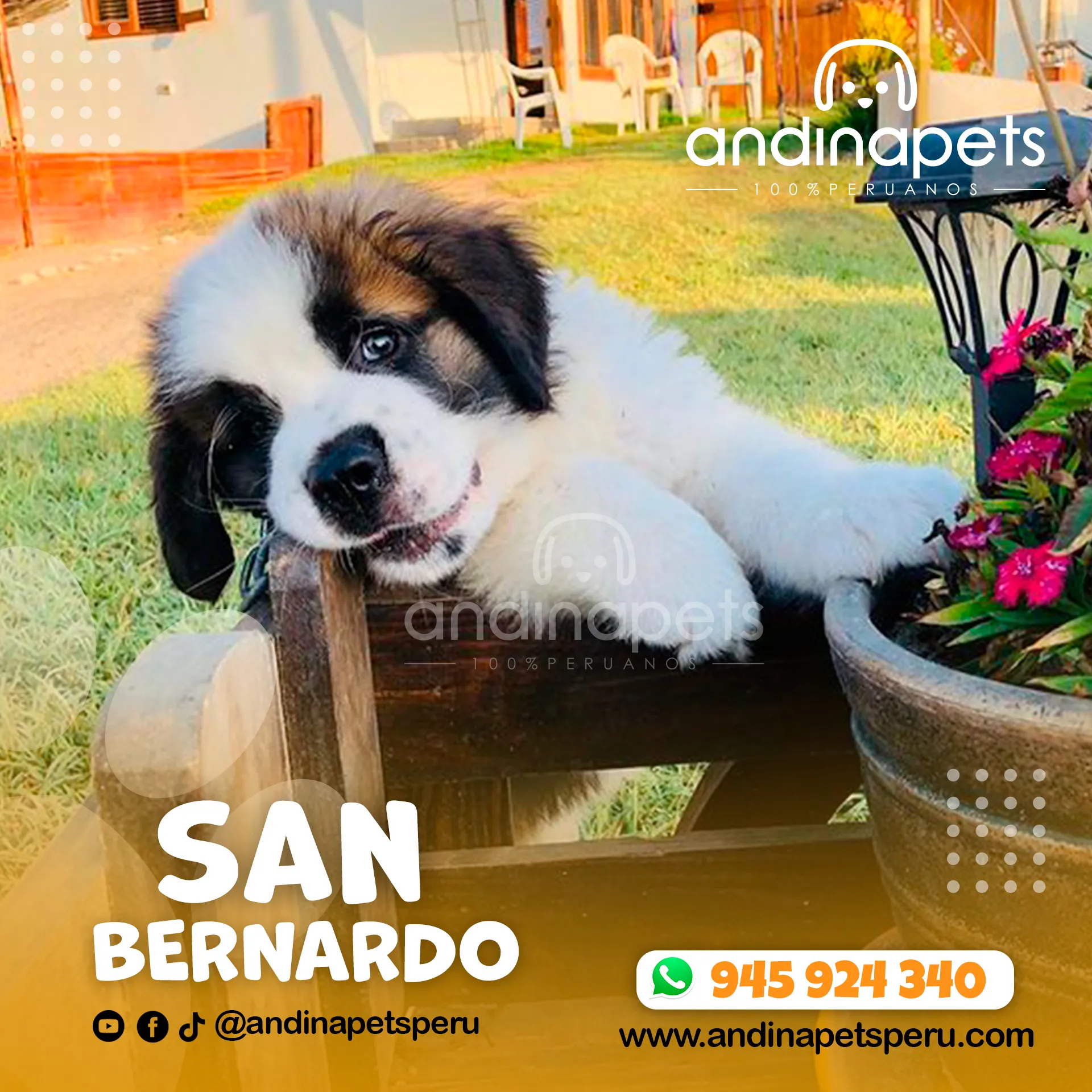 SAN BERNARDO - Imagen 2