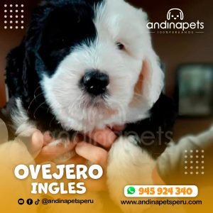 OVEJERO INGLES