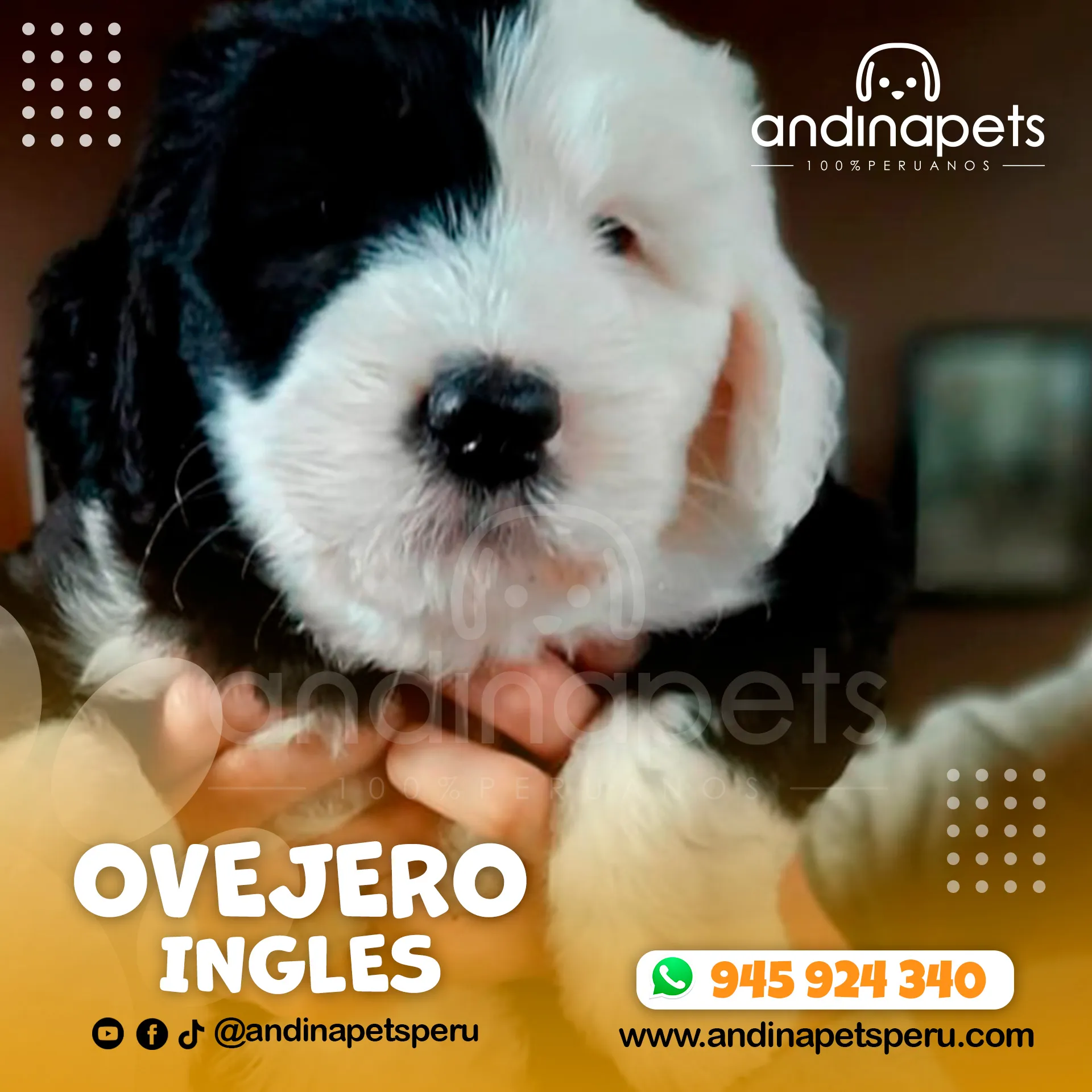 OVEJERO INGLES