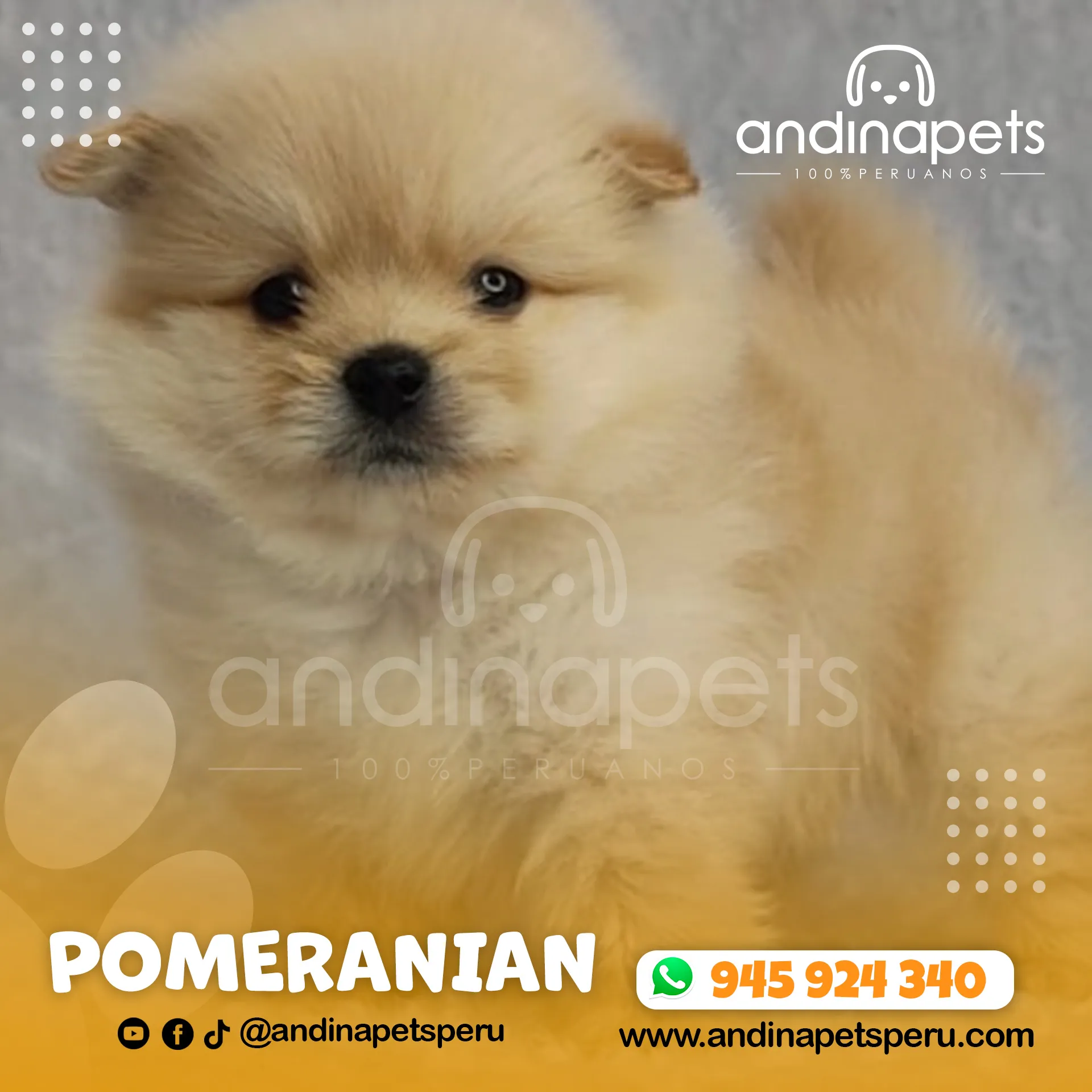 POMERANIAN - Imagen 4