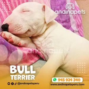 Alternative view of BULL TERRIER