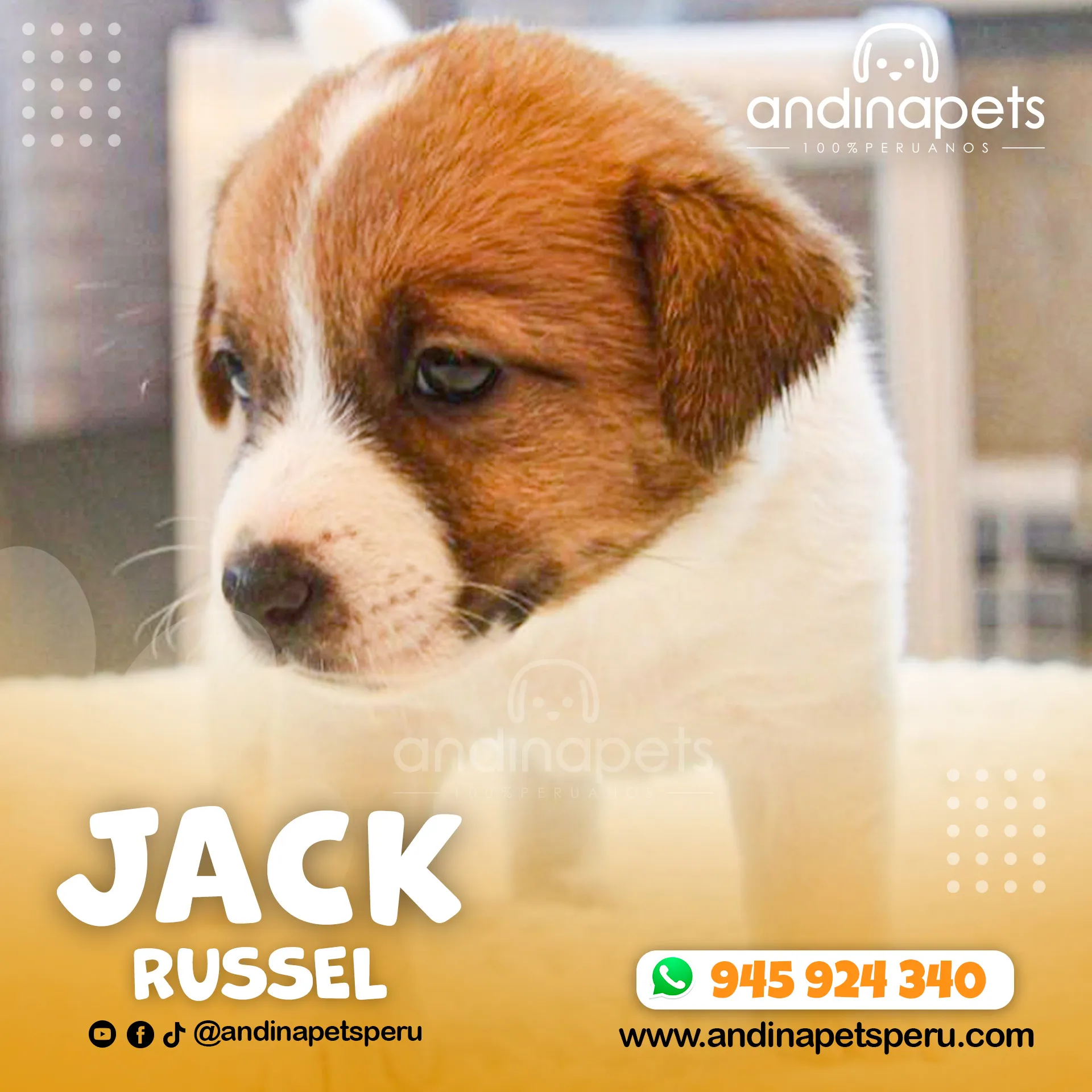 JACK RUSSEL - Imagen 3