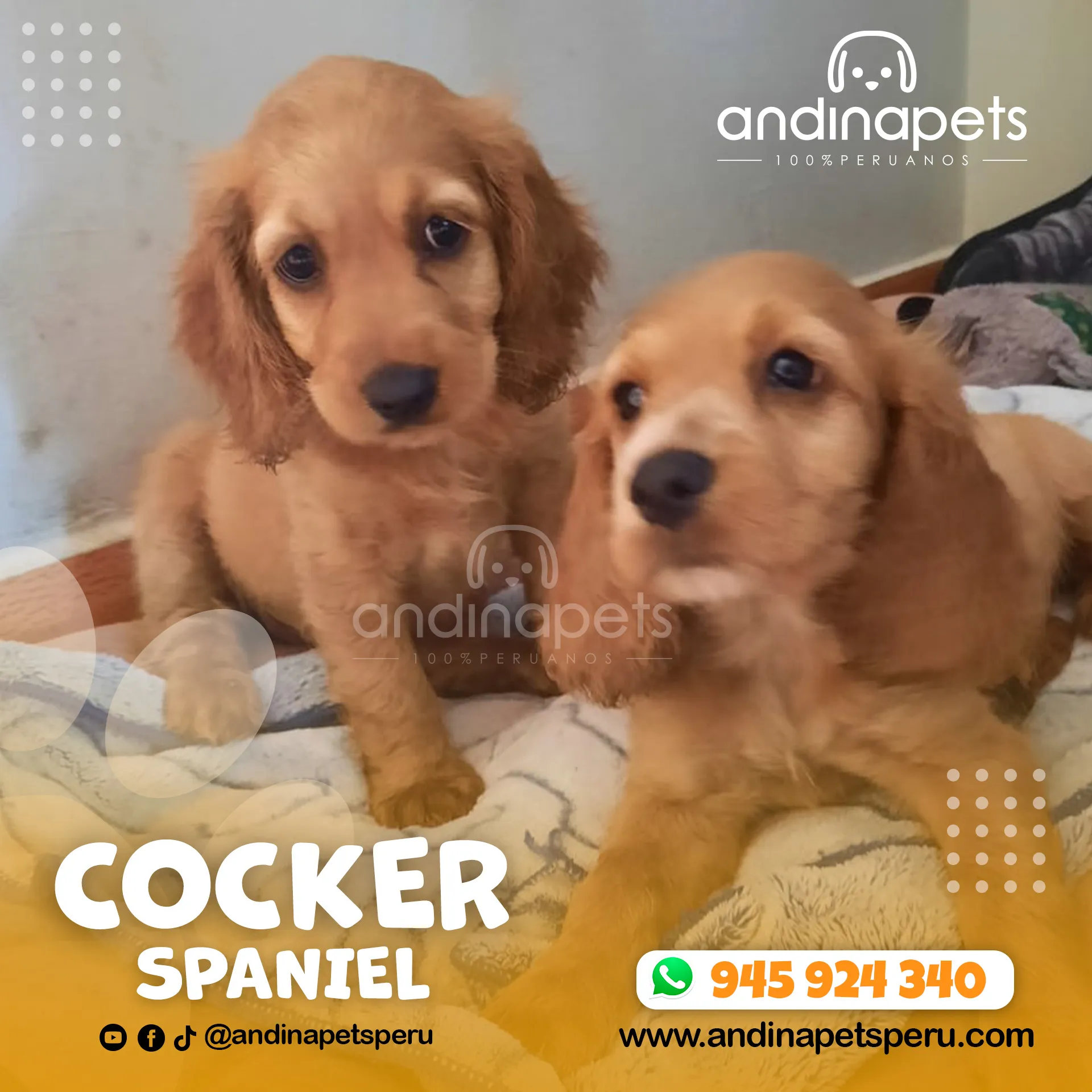 COCKER SPANIEL - Imagen 3