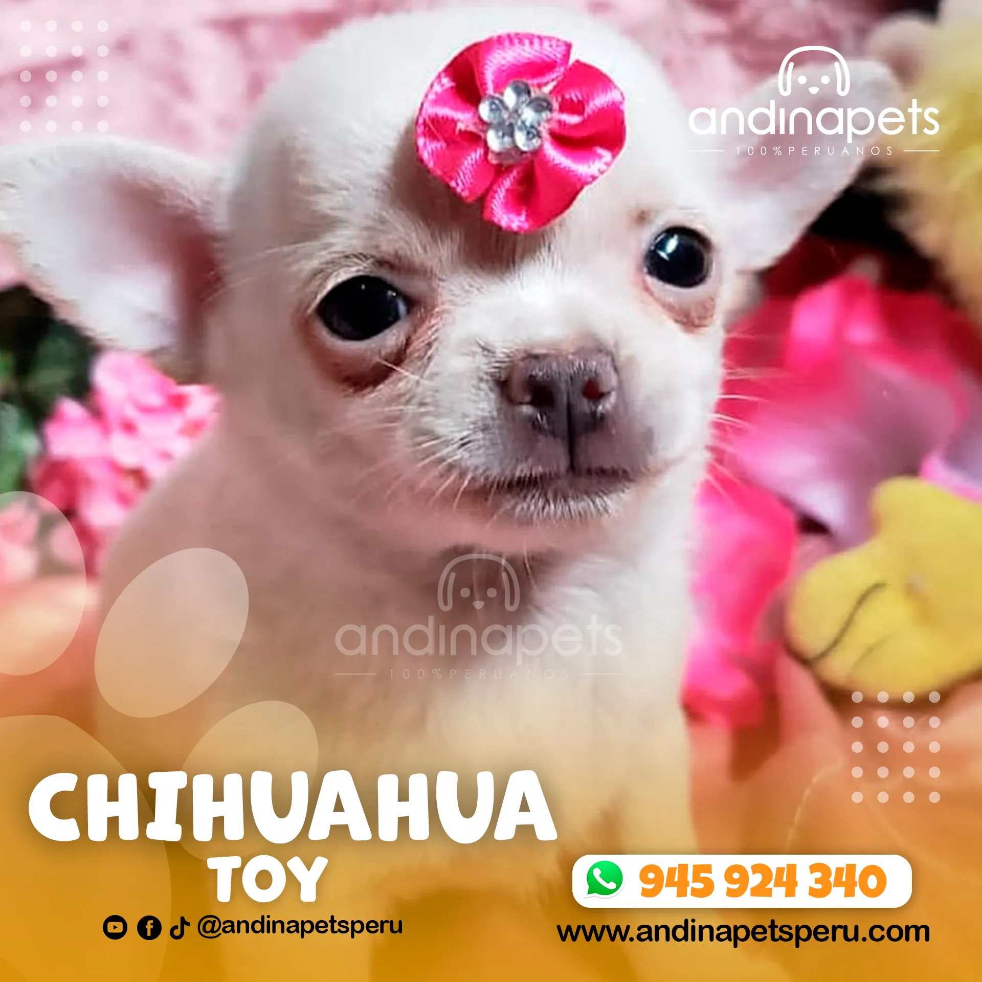 CHIHUAHUA TOY - Imagen 3