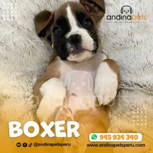 Alternative view of BOXER