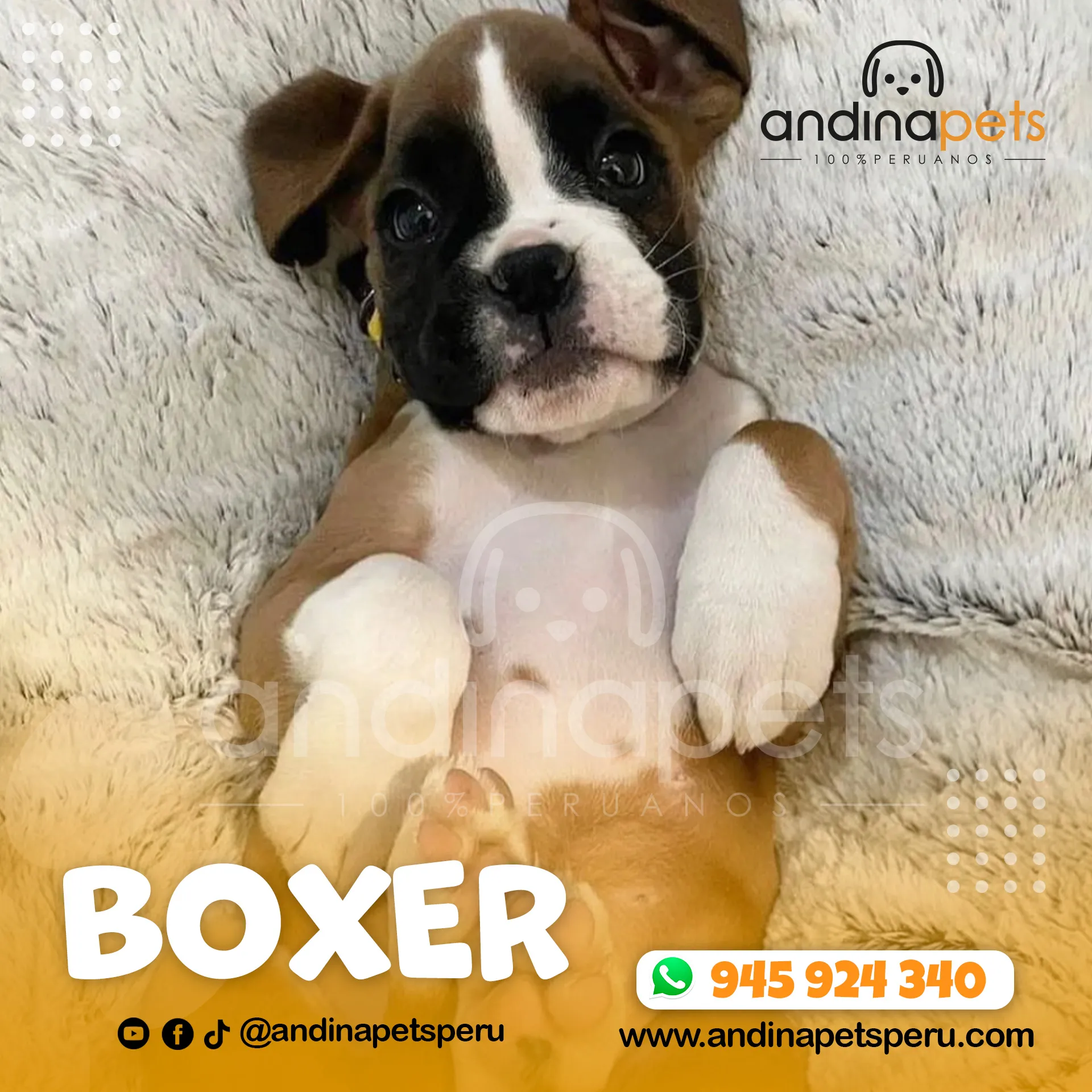 BOXER - Imagen 2