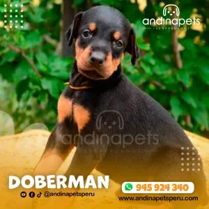 Alternative view of DOBERMAN