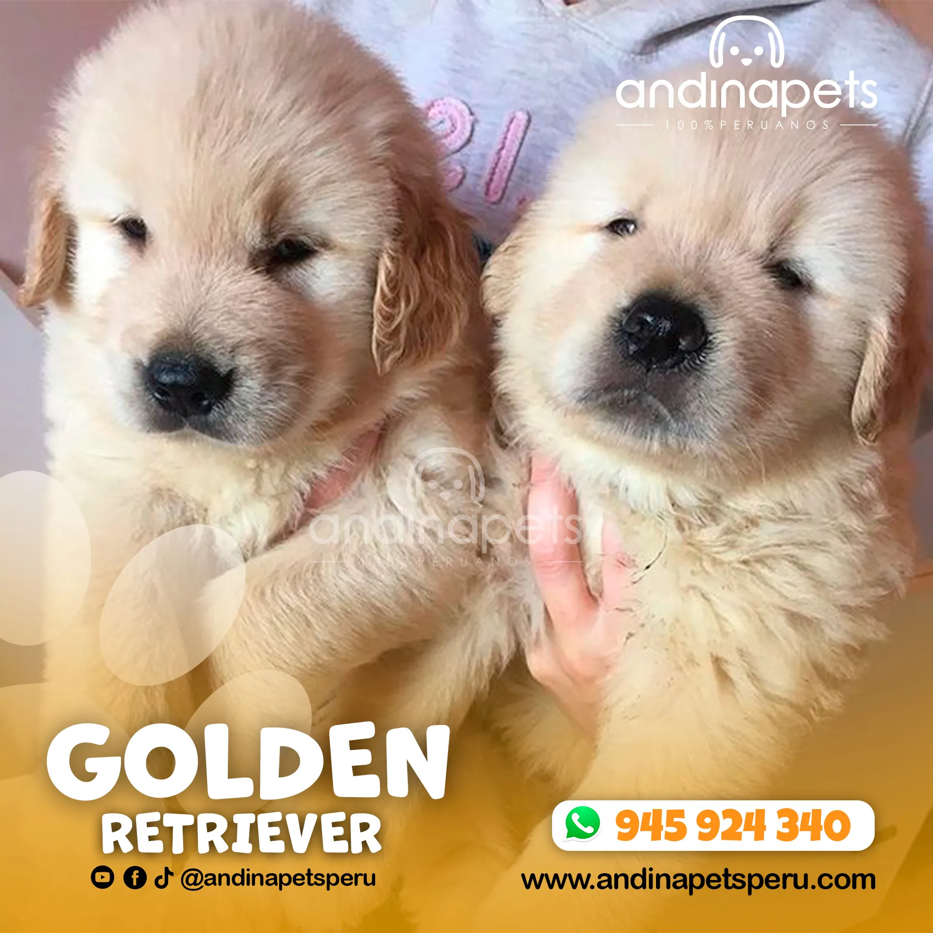 GOLDEN RETRIEVER - Imagen 3