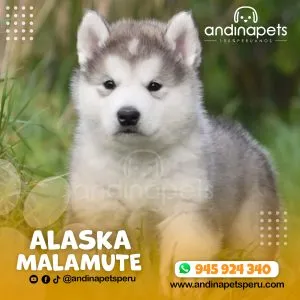 Alternative view of ALASKA MALAMUTE