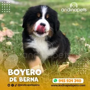 Alternative view of BOYERO DE BERNA