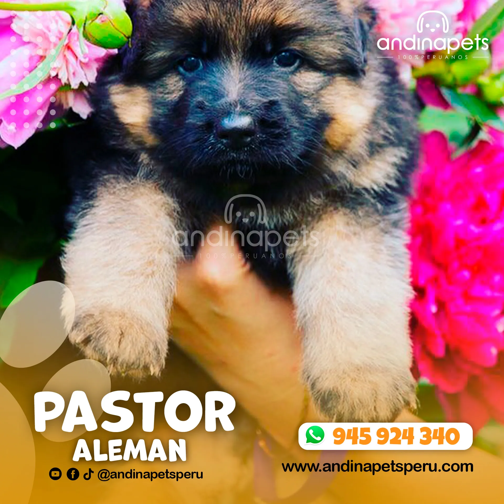 PASTOR ALEMAN - Imagen 4