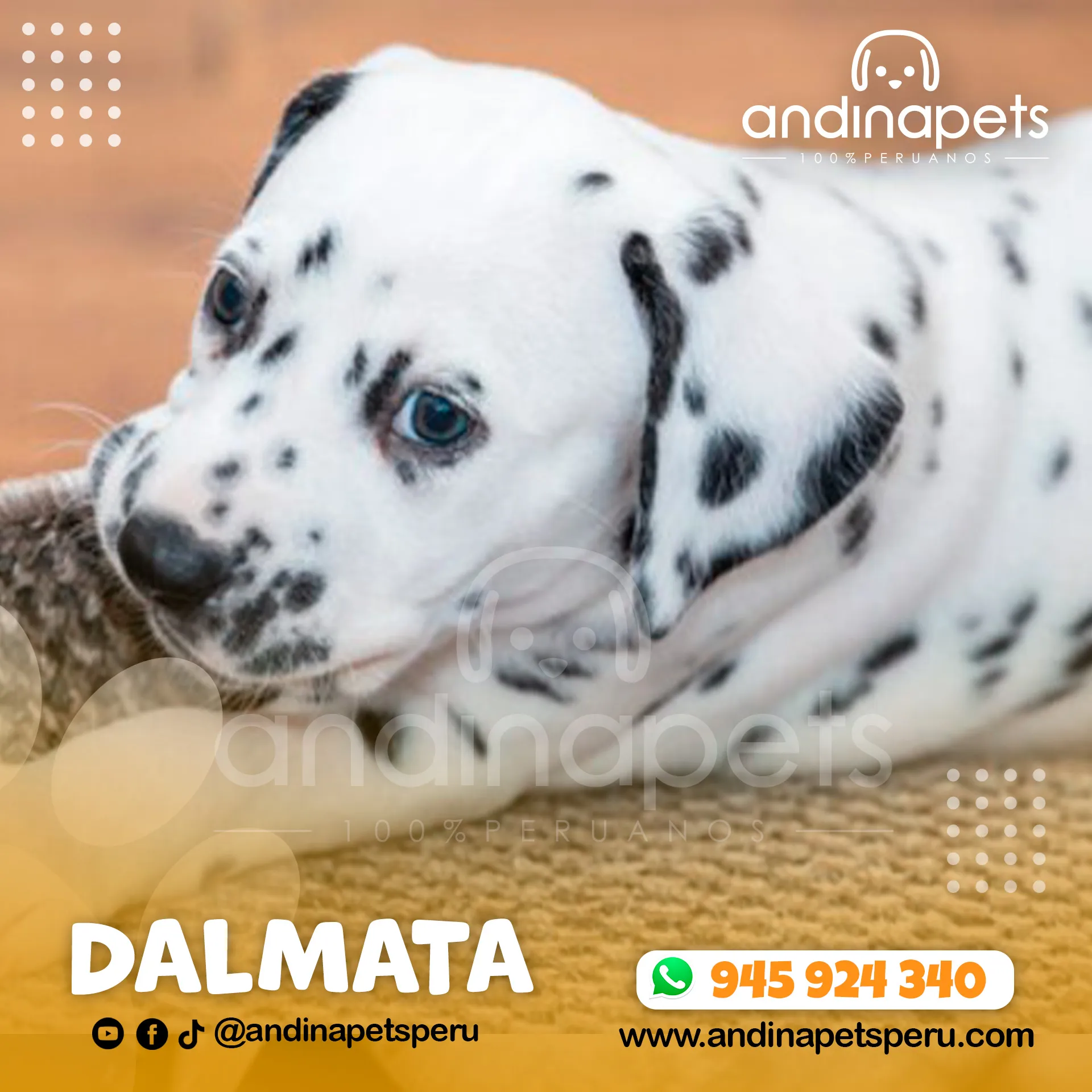 DALMATA - Imagen 4