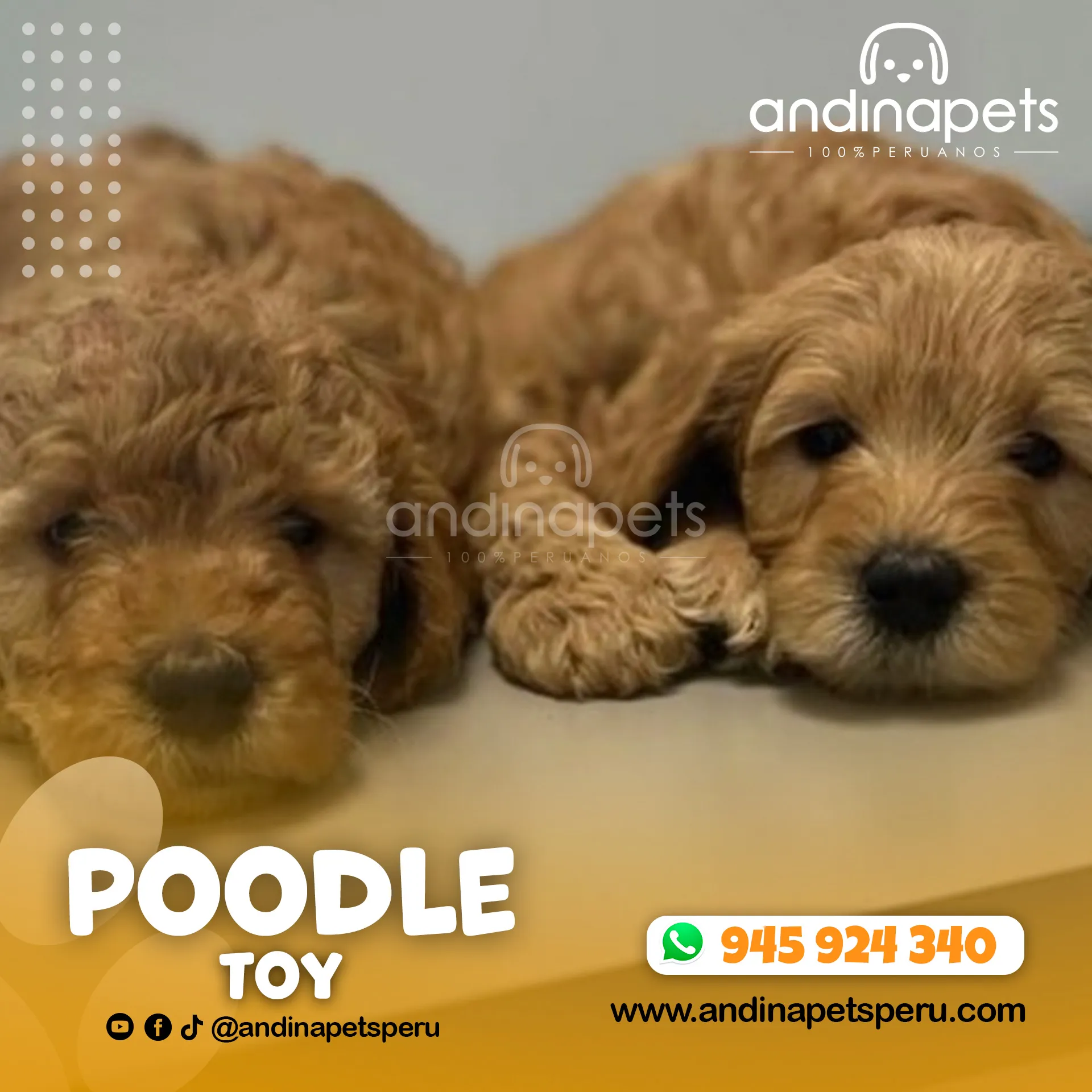 POODLE TOY - Imagen 4